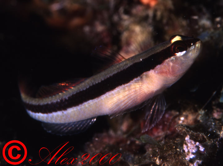 Gobius vittatus